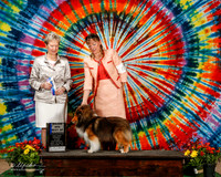 Shetland Sheepdog #8 Sat Maj BOW Gleason Mendy Judge Linda C More