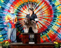 Poodle Miniature #7 Sat BOV Walters Kathryn Bolin and susanne and Anthony Walters Judge Dr Dale D Simmons