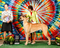 Great Dane #6 Sat WB Ridgeway Nancy and Susan J OBrien Judge Patricia Taylor