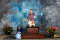 Chihuahua Long Coat #5 Fri G2 Judge Azalea Alvarez