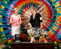 Australian Shepherd #9 Sat RWD Kathi Linn K Judge Linda More