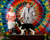 Border Collie #9 Sat BOB NGC Hartgrove Sheri Judge Linda More
