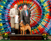 Chinese Shar Pei #8 Sat G4 Harvey Larry and Deena Judge David Krogh