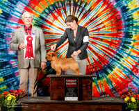 Norfolk Terrier #5 Sat G2 Davenport Erwin and Jennifer and David Harper Judge Robert Shreve