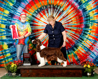 English Spinger Spaniel #5 Sat G2 Pelissero Silsby and Ellen Cottingham Agent Ellen Cottingham