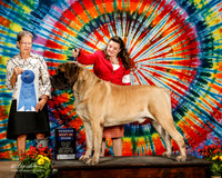 Mastiff #7 Sat G1 Swarts Jill Nancy Walker and Mark Tichenor Judge Patricia Taylor