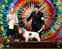 PBGV #5 Sat G3 Rebecca and David Claude Agent Brooke Young Judge Patricia Taylor