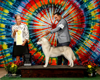 Siberan Husky #12 Sat G3 Elvin Izaguirre Carlos Canto Judge Patricia Taylor