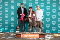 Cane Corso #371 Sat BOB G2 Judge Kevin Carroll