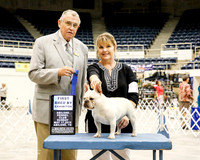 French Bulldog #14 Sun 1st Bred by Denman Ronda Judge David Krogh