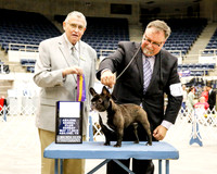 French Bulldog #16 Sun BOB Lawson Dick Agent David Williams Judge David Krogh