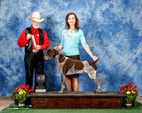 German Shorthaired Pointer #5 Sun BOB Hagood R and L Stanley and Lucretia Coonrod Agent Lucretia Coonrod Judge Dr Dale Simmons