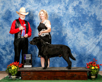 Labrador Retriever #9 Sun WD Ingelli Jeff and Joan Judge Dr Dale Simmons