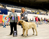 Mastiff #5 Sun NC Lovett Jacqueline and Mary Delisa Judge Sharon A Krogh