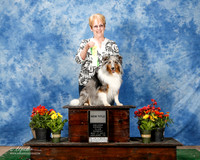Shetland Sheepdog #O57 Sun NT OGorman Moma E and Jim M OGorman