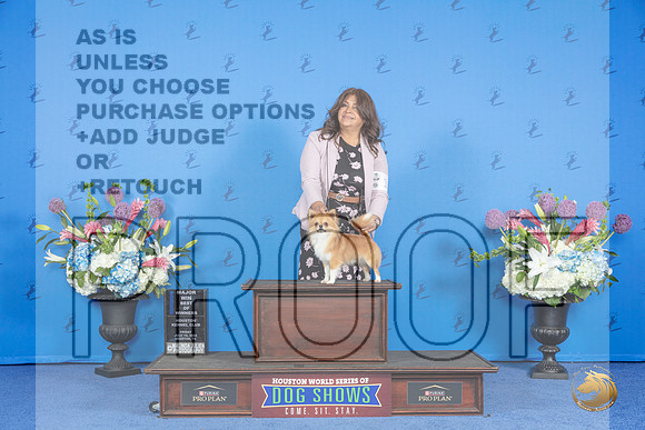 Chihuahua Long Coat #19 FRI BOW M Judge Nancy Liebes__JP_8861_Houston_2024_HR3