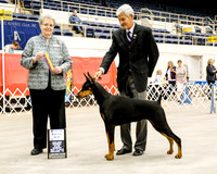 Doberman Pinscher #8 Sun BOB Berg Elaine Judge Sharon A Krogh