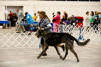 Irish Wolfhound #5 Sun Ring