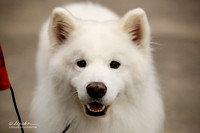 Samoyed #7 Sun Ring