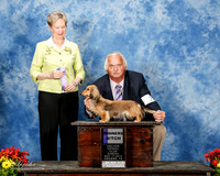 Daschsund Longhaired #22 Sun WB Busby Lois Judge Linda More