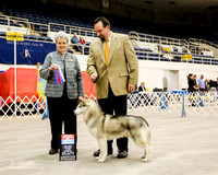 Siberian Husky #9 Sun BOW BOS Luna Angie L Halpain T Galle R Chaffin Judge Sharon A Krogh