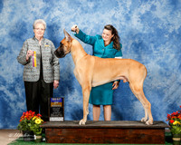 Great Dane #7 Sun BOB Dot Brandt D and Nancy L Franklin Agent Colette Livingston Judge Sharon A Krogh