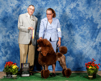 Poodle Standard #12 Sun BOB Cook Brian R and Susan R Agent Sherri Rae Vidrine Judge David Krogh