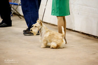 Scottish Terrier #7 Sun Ring
