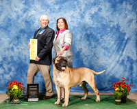 Bullmastiff #5 Sun G3 Duncan Christine and Brett Judge Robert Shreve