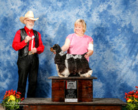 Cocker Spaniel #5 Sun Maj BOS York Randy and Dena Judge Dr Dale Simmons