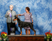 Doberman Pinscher #16 Sun NC WB Ingram Kathleen Agent Aslynn Rose Judge Sharon Krogh