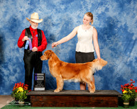 Golden Retriever #14 Sun WB Felix Kathy and George Barbara Brown Cathy Meddaugh Judge Dr Dale Simmons