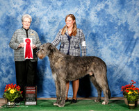 Irish Wolfhound #5 Sun G2 Frensley Susan PhD and Carolynn Cobb PhD Judge Sharon Krogh
