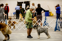 Standard Schnauzer #5 Sun Group Ring