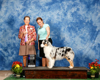 Australian Shepherd #17 WD Pryor Maggie Judge Patricia Taylor