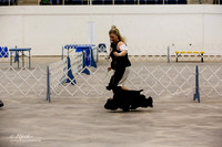Cocker Spaniel Black #5 Sun Group Ring