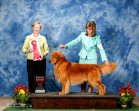 Golden Retriever #5 Sun G2 Struble Tonya and Mark Struble and Cathy Meddaugh Judge Linda More