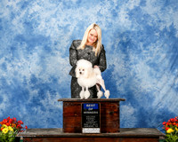 Poodle Toy #20 Sun BOW Wagoner Jin +J Taylor