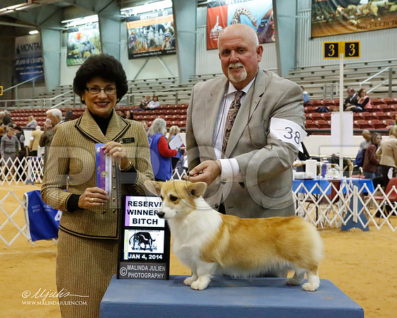 corgiPem-6513-GRJan14-HR