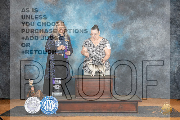 Chihuahua Smooth #9 Sun WD Judge Denise Dean__JP_8454_MARSHALL_2024_HR3