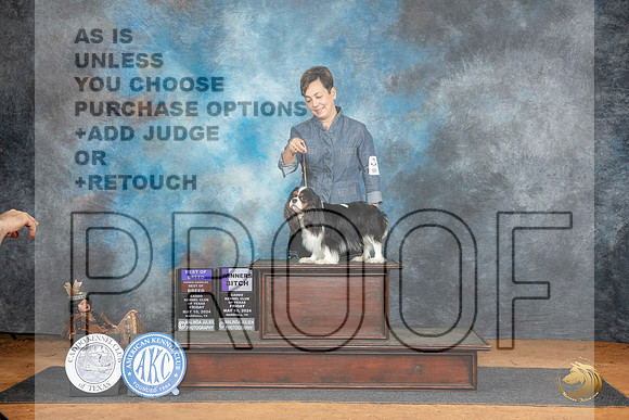 Cavalier King Charles Spaniel #14 Fri BOBOHBOBWB Judge Tim Robbins r__JP_7605_MARSHALL_2024_HR3