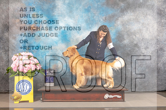 Golden Retriever #55 WED BOW Major Judge Richard Powell *R*_MJ_3718_Houston_2022_HR3