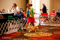 Specialty Best of Breed Puppy Rings