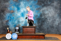 Italian Greyhound #24 Sun SBM Judge Tim Robbins