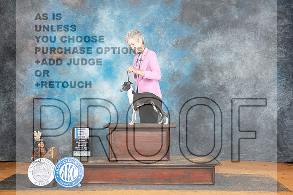 Italian Greyhound #24 Sun SBM Judge Tim Robbins__JP_8848_MARSHALL_2024_HR3
