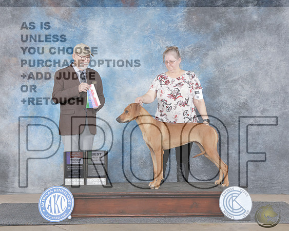 Rhodesian Ridgeback #8 Fri WB BBE BOS Judge Tim RobbinsRhodesian Ridgeback #8 Fri WB BBE BOS Judge Tim Robbins_WP_1533e-Cypress Creek 2025-HR3