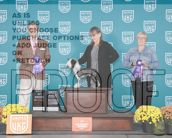 Chinese Crested #311 Sun BOB BM Judge Teresa Kocher Antonio RaposoChinese Crested #311 Sun BOB BM Judge Teresa Kocher Antonio Raposo_WP_1167e-UKC Eastern Classic 2025-HR3
