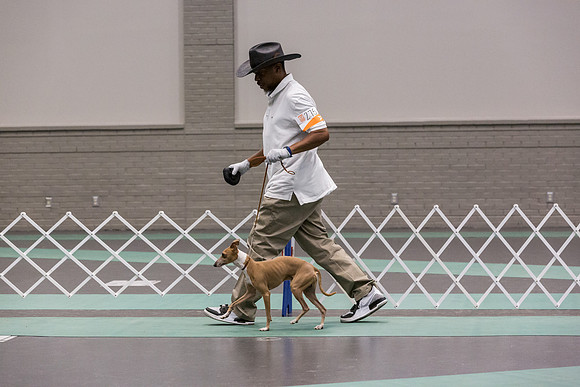 Italian Greyhound Sat Ring_JJL_0779_UKCLNGVIEWOCT2024_2024_HR3