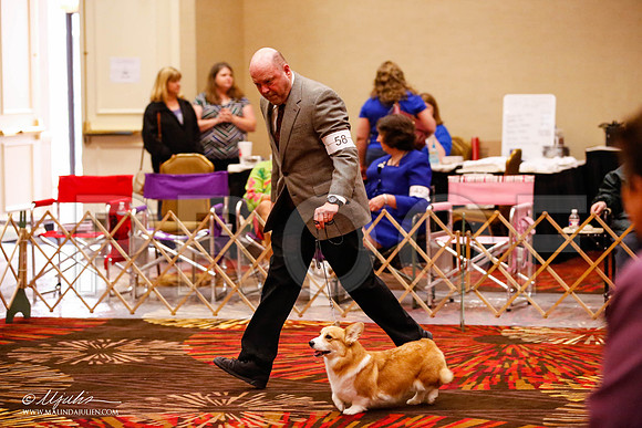 _JJ_0465-HstnCorgiFeb2015-HR3