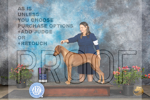 Rhodesian Ridgeback #18 Fri OHBOB OHG1 Judge Elizabeth ‘Beth’ Sweigart__JP_6133_San Antonio_2024_HR3